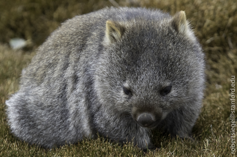 wombat